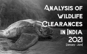 Read more about the article Analysis of Wildlife Clearances in India, 2021 (January-June)